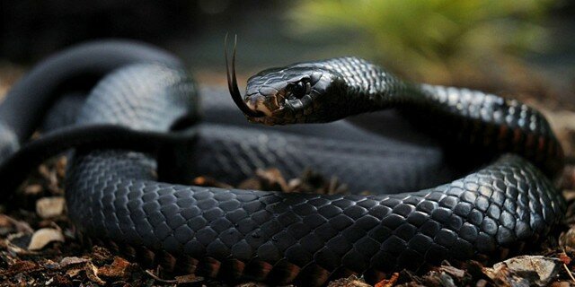 Deadliest Snakes in the World  En-Ru — Английские слова на тему Самые опасные змеи в мире