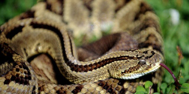 Rattlesnakes En-Ru — Английские слова на тему Гремучие змеи